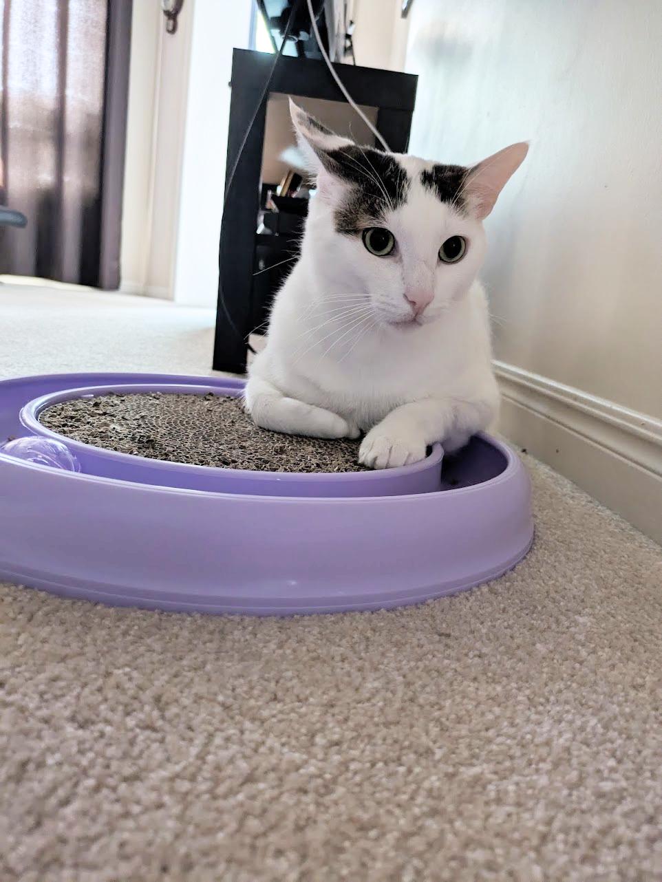 Lychee — thumbnail 2