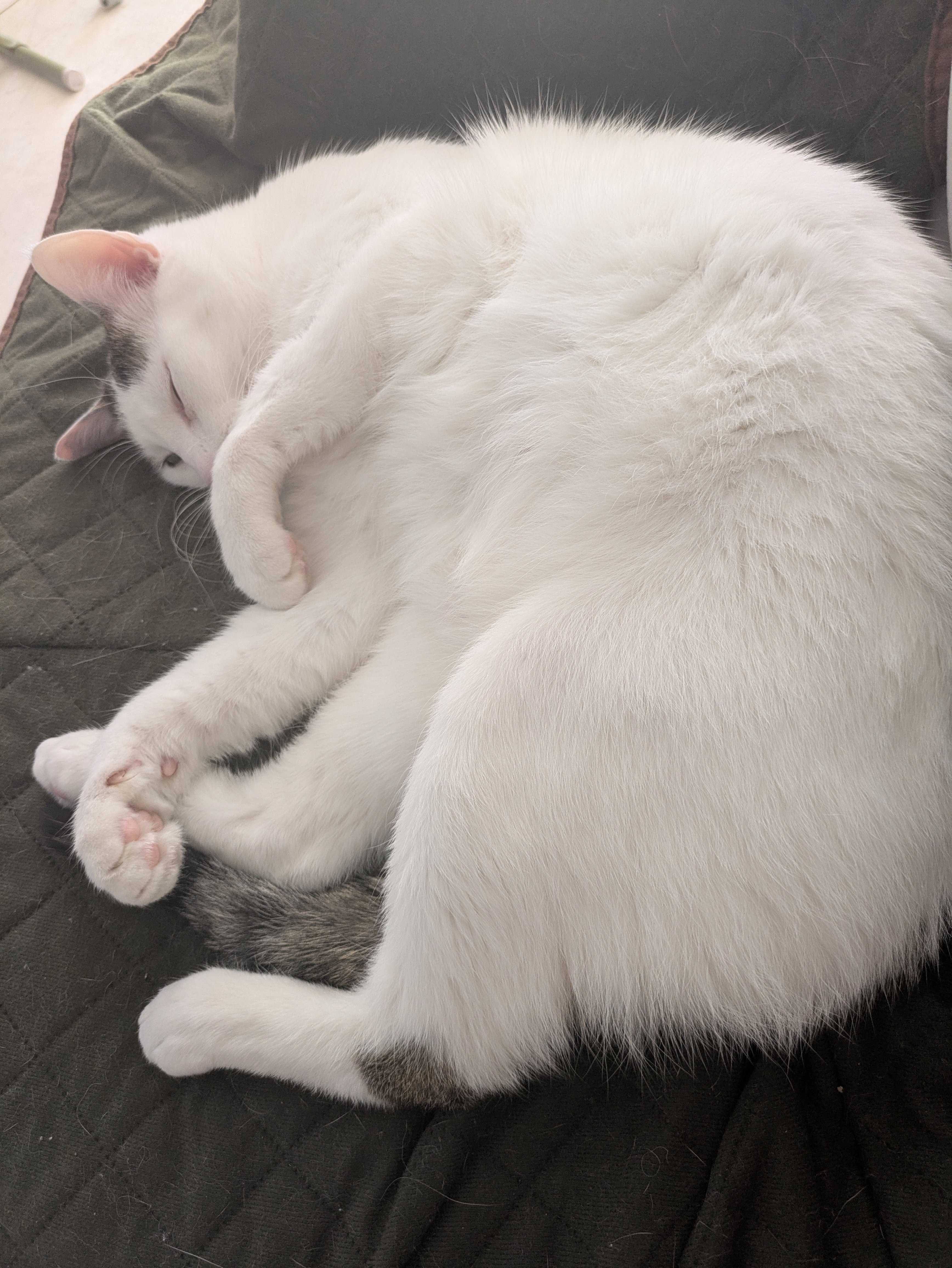 Lychee, a Adoptable mixed breed in Toronto, ON image 5/6