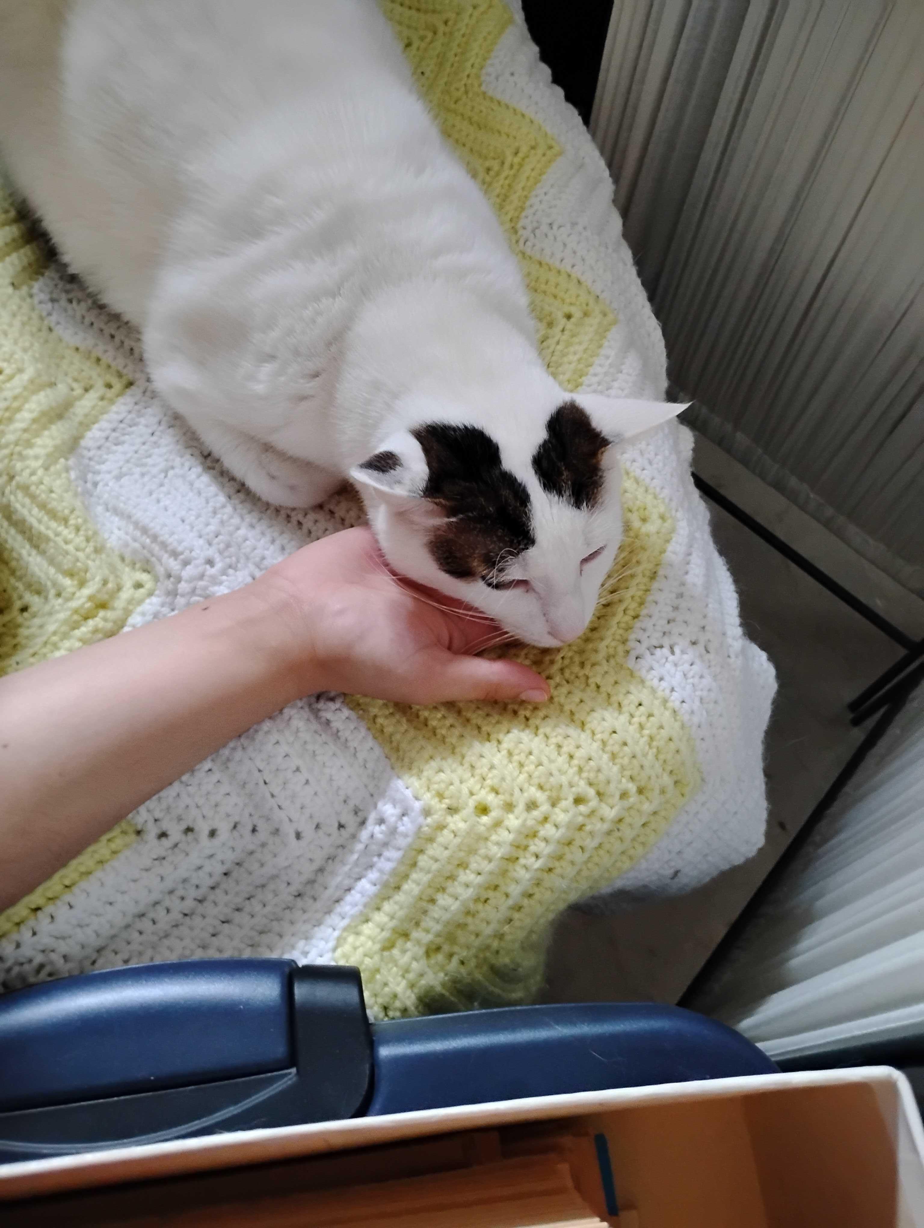 Lychee, a Adoptable mixed breed in Toronto, ON image 6/6