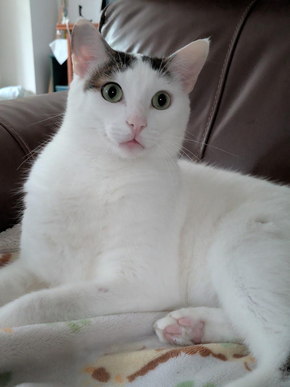 Lychee, a Adoptable mixed breed in Toronto, ON image 1/6