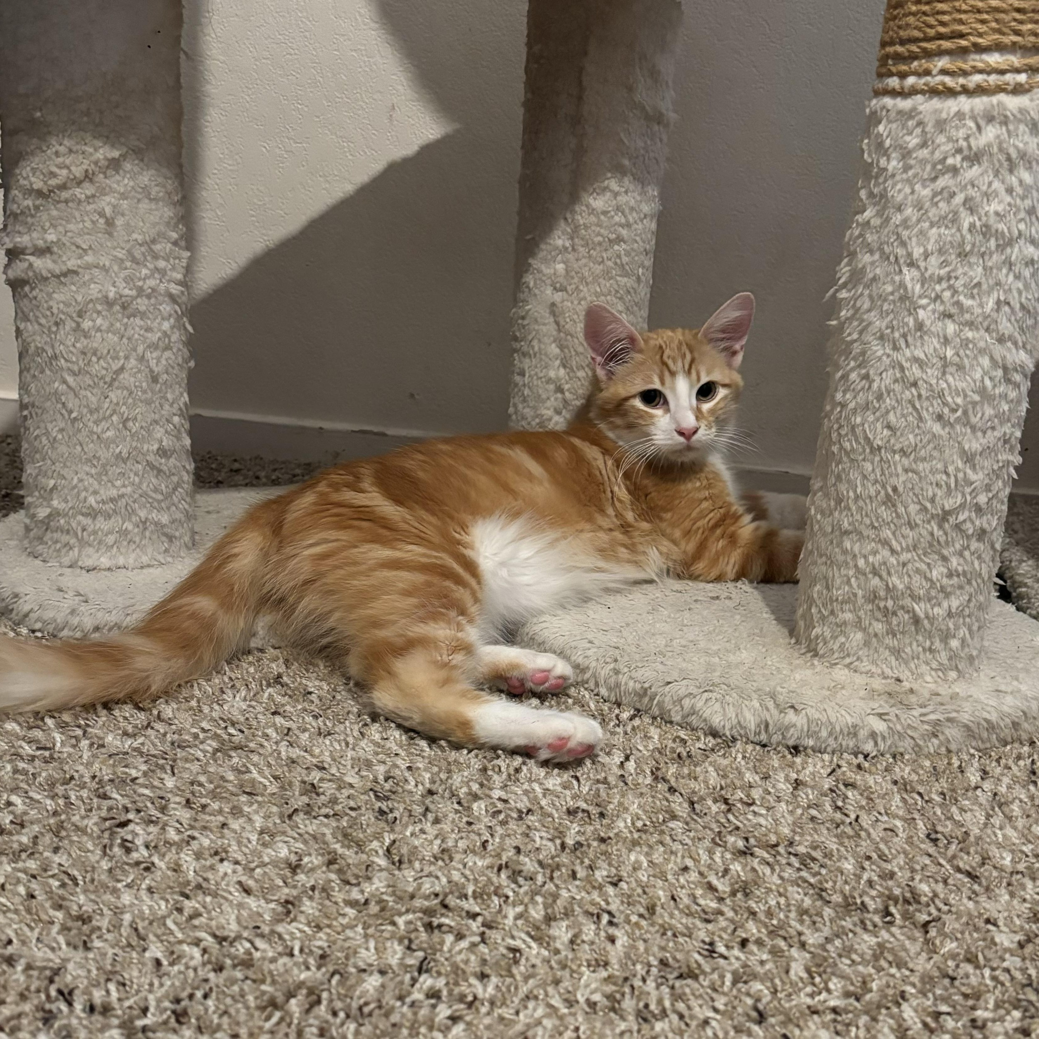 Simba ( Napa)