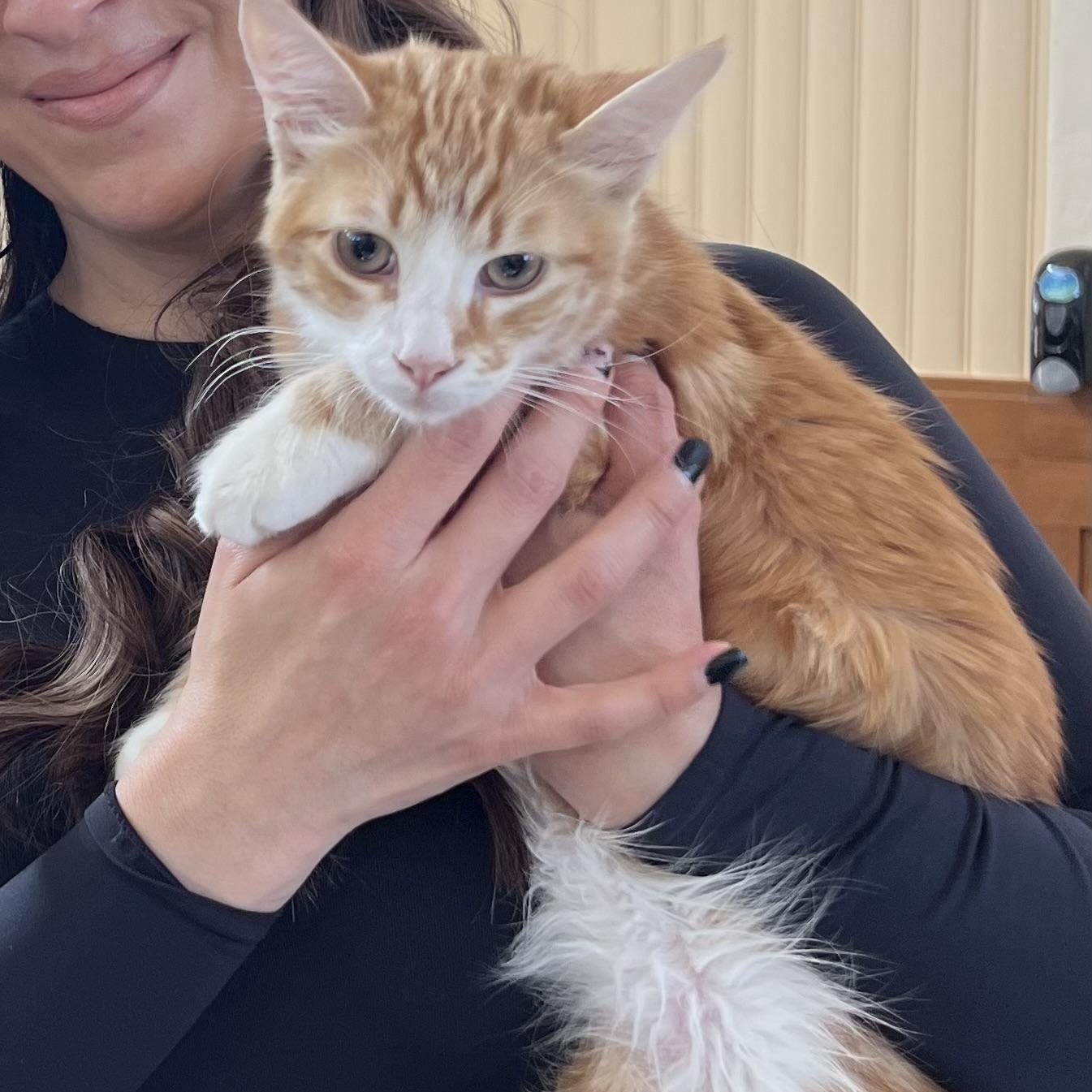 Simba ( Napa) 4
