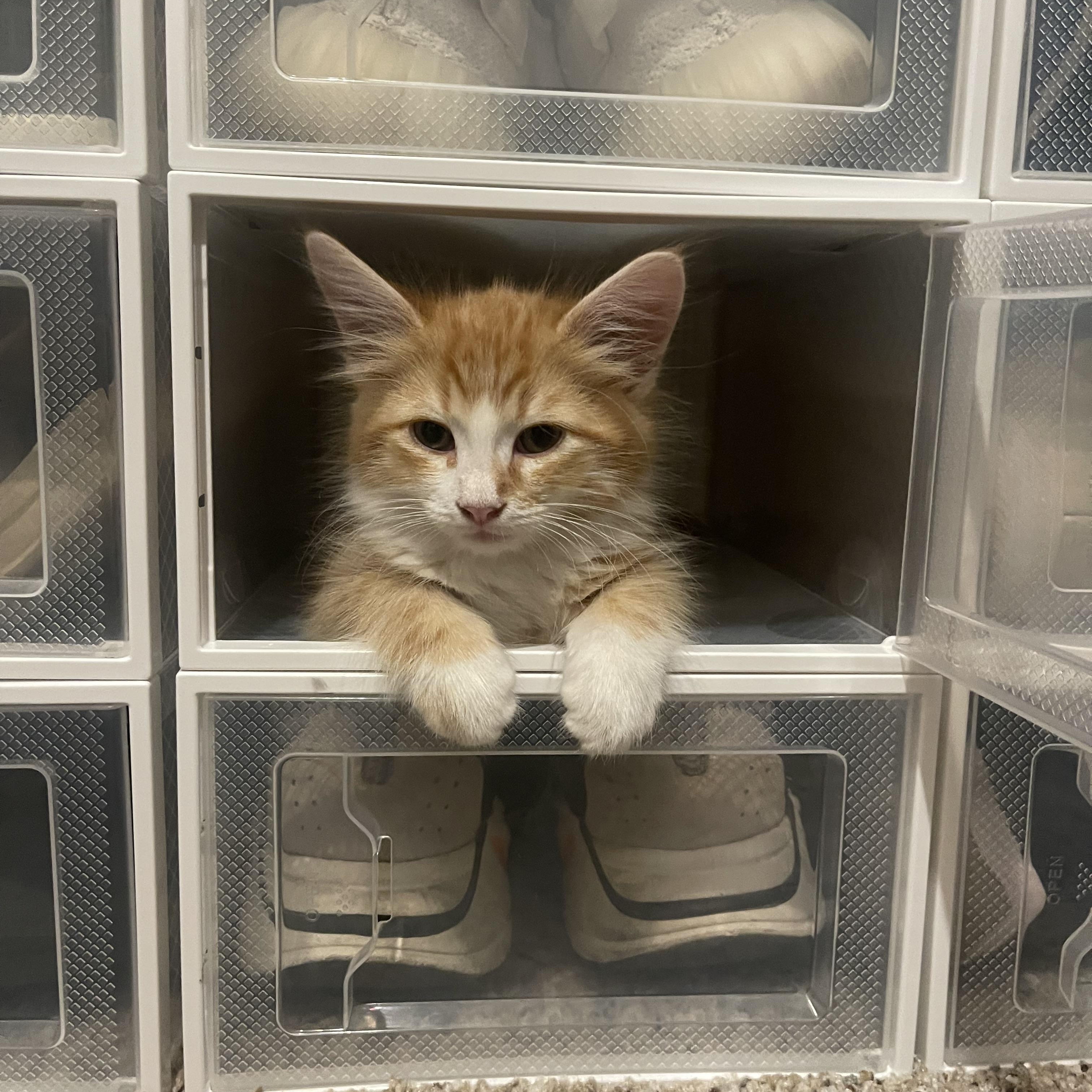 Simba ( Napa) 3
