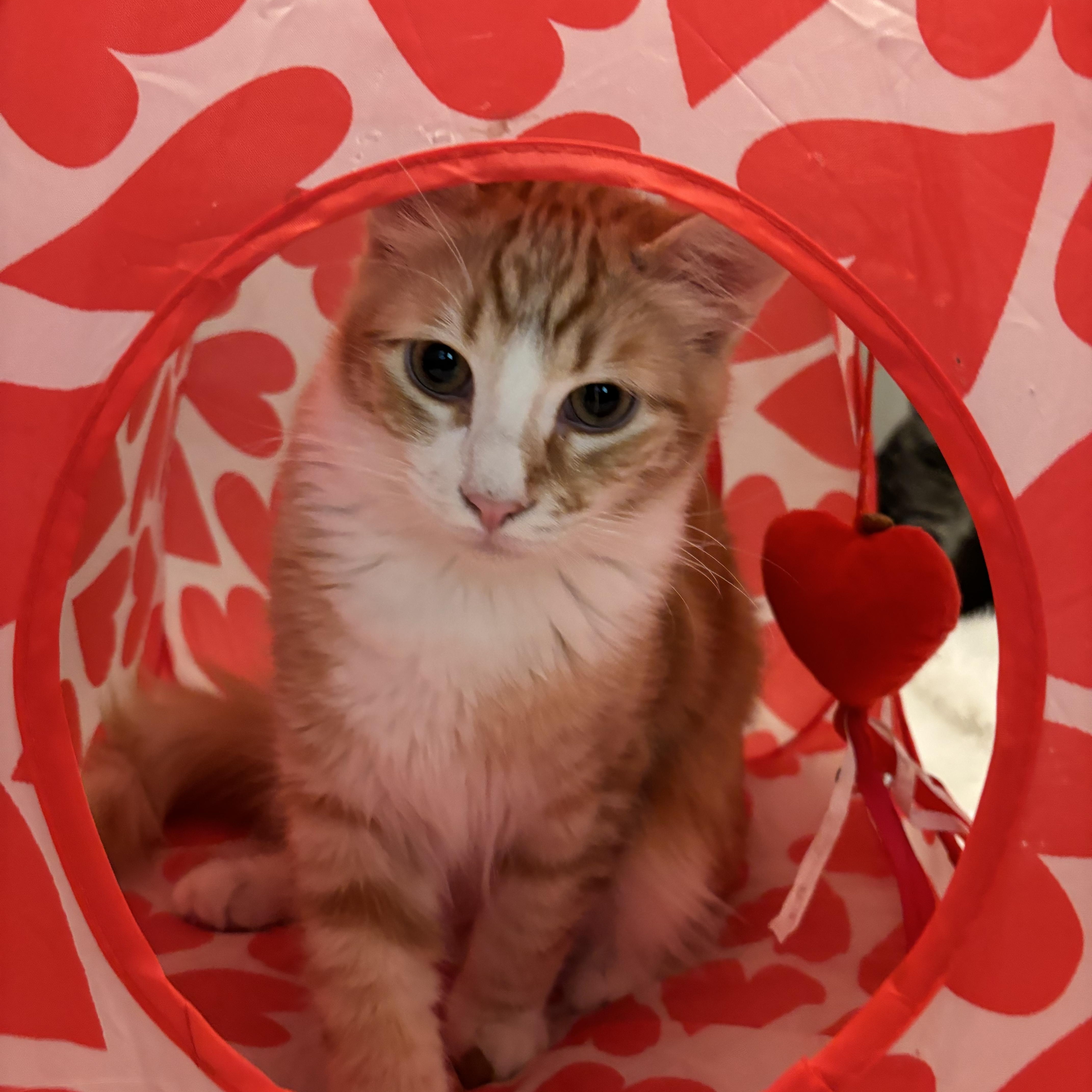 Simba ( Napa) 2