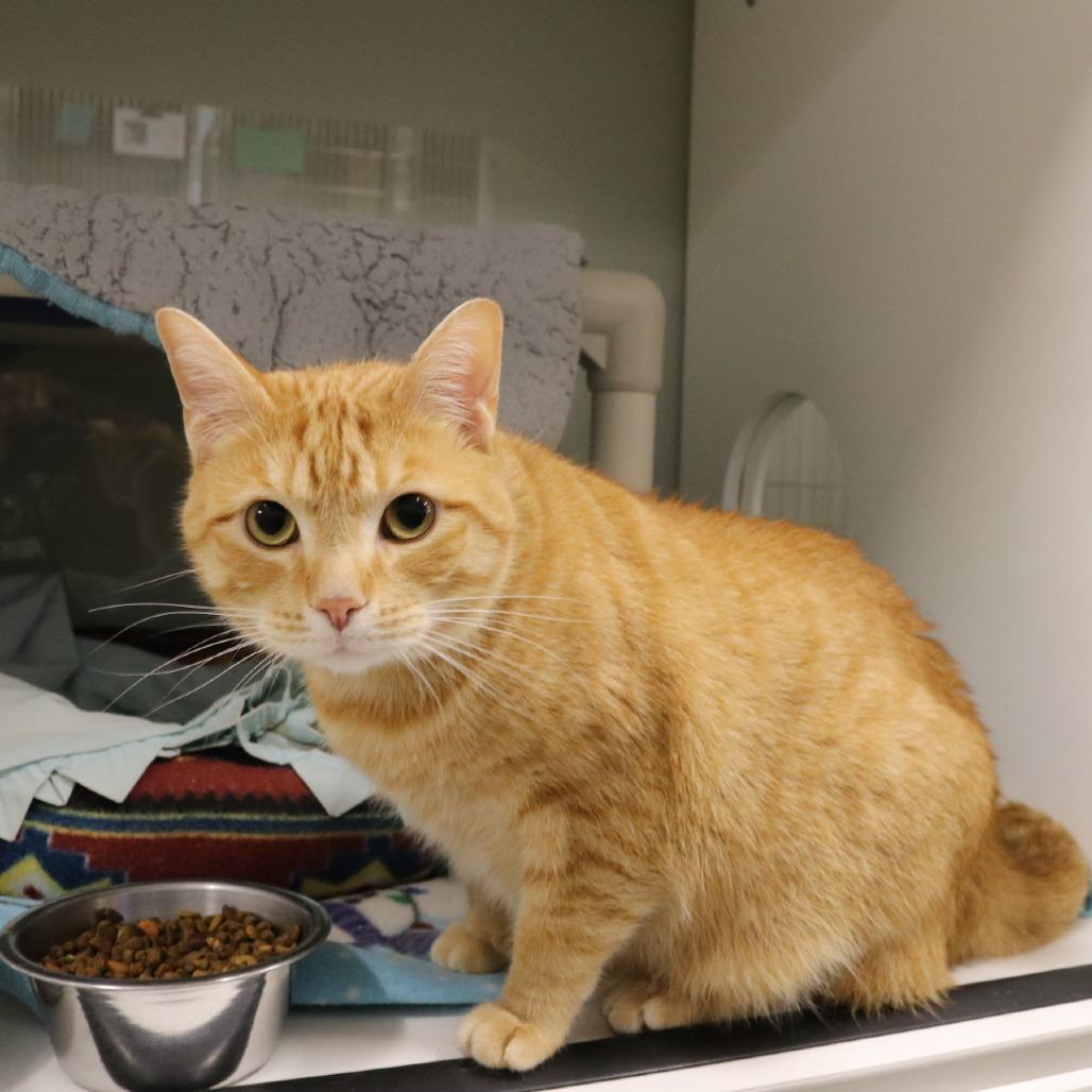 Henry, Adoptable, Adult Male Domestic Short Hair.