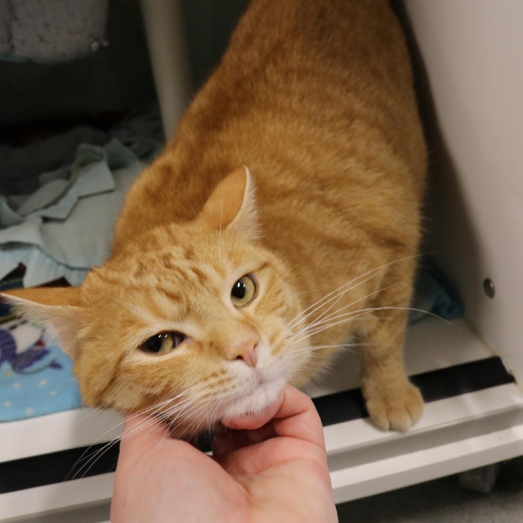 Enlarge Henry, a Adoptable Domestic Short Hair in Saint Cloud, MN image 2/4