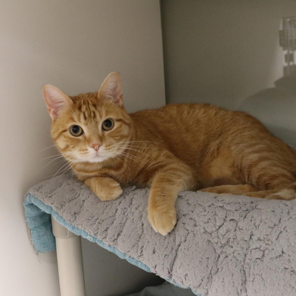 Enlarge Henry, a Adoptable Domestic Short Hair in Saint Cloud, MN image 3/4