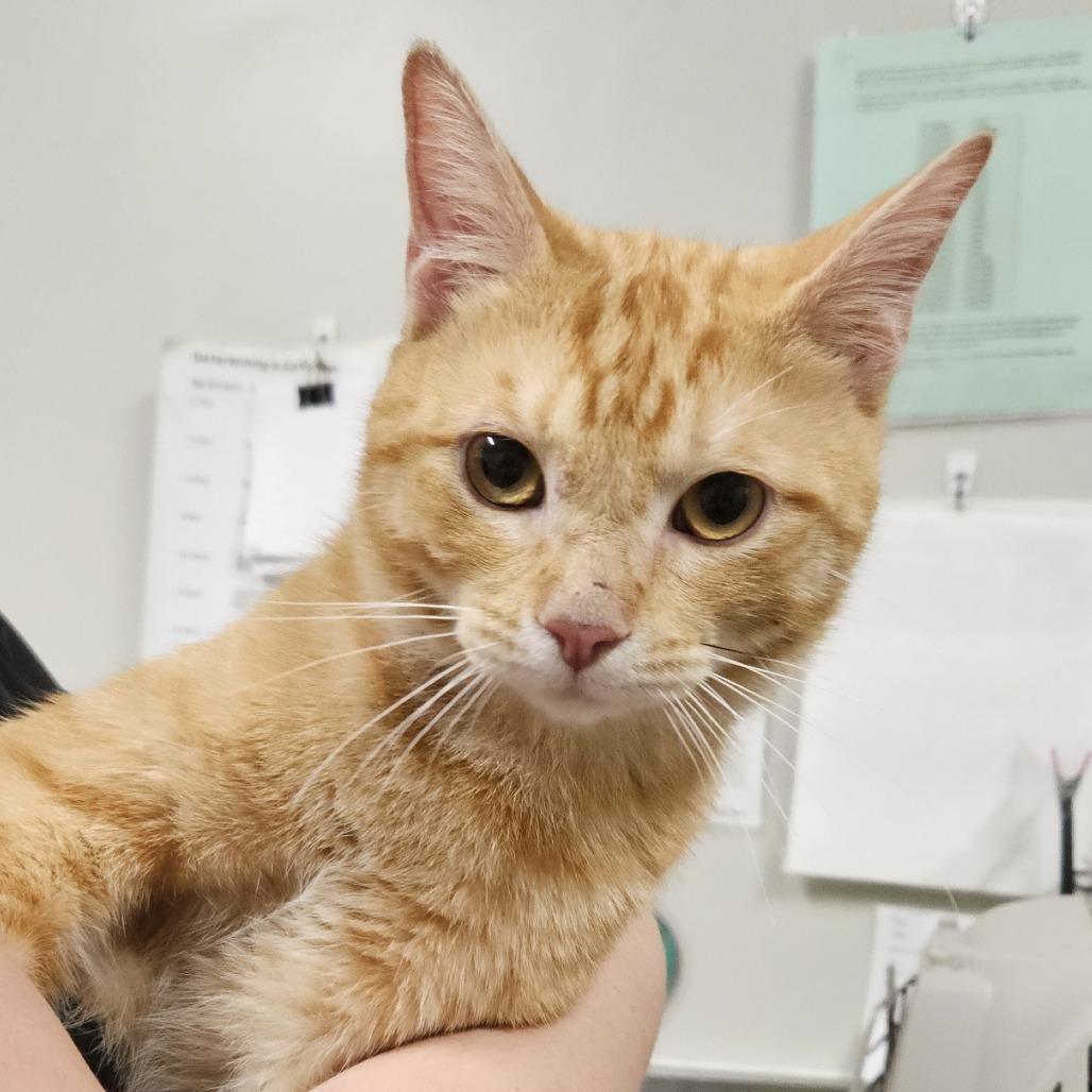 Enlarge Henry, a Adoptable Domestic Short Hair in Saint Cloud, MN image 4/4