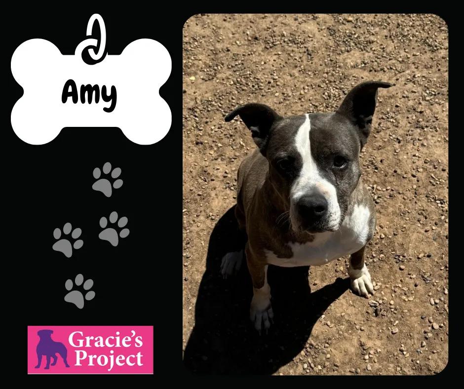 Enlarge Amy, a Adoptable American Staffordshire Terrier in Canyon, TX image 1/3