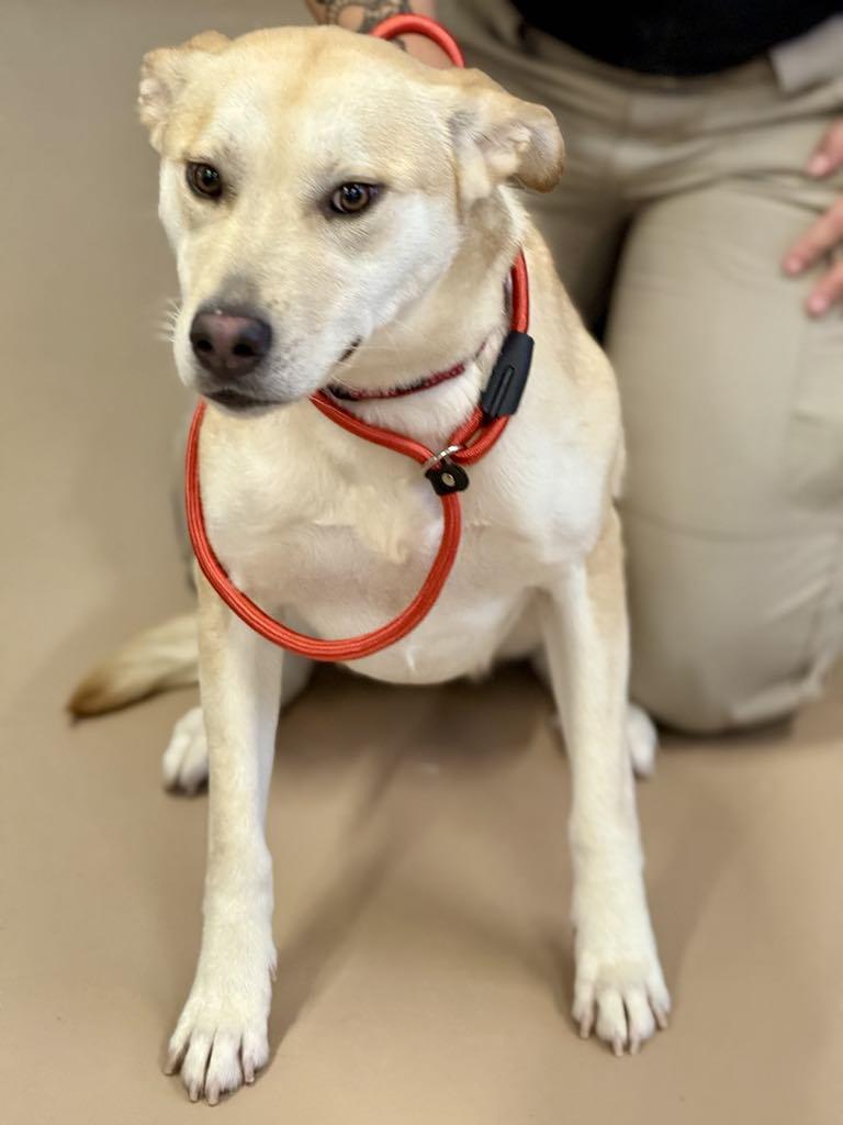 Paris, Adoptable, Adult Female Mixed Breed.