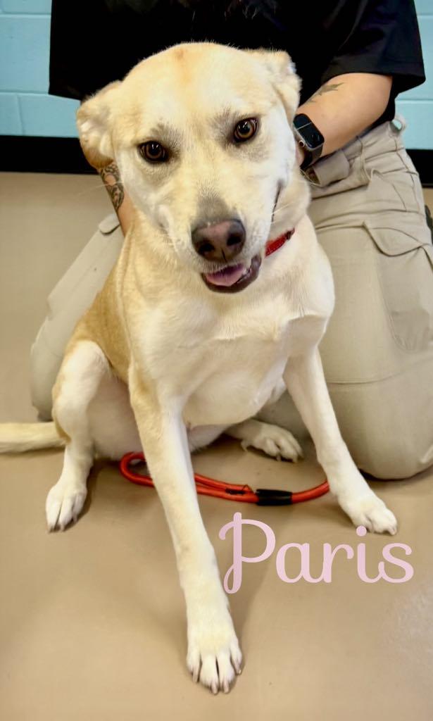 Enlarge Paris, a Adoptable mixed breed in Hernando, MS image 2/3