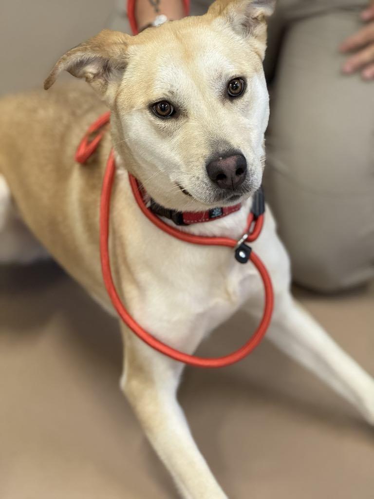 Enlarge Paris, a Adoptable mixed breed in Hernando, MS image 3/3