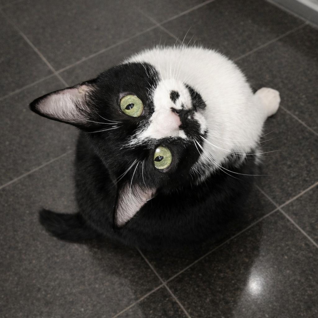 Sheba — A Gentle, Steady Companion for a Loving Home, Adoptable, Senior Female Tuxedo.