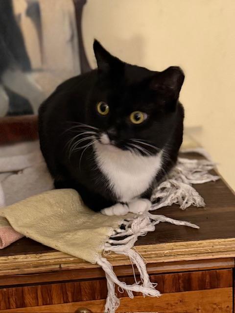 Cleo, ADOPTABLE, Adult Female American Shorthair.