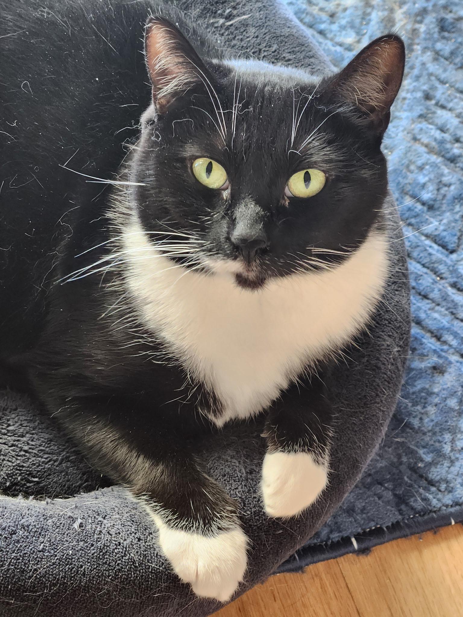 Enlarge sweet sisters Sylvie & Mewsette, an adoptable mixed breed in Toluca Lake, CA image 3/4