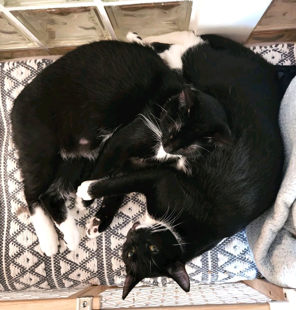 Enlarge sweet sisters Sylvie & Mewsette, an adoptable mixed breed in Toluca Lake, CA image 4/4