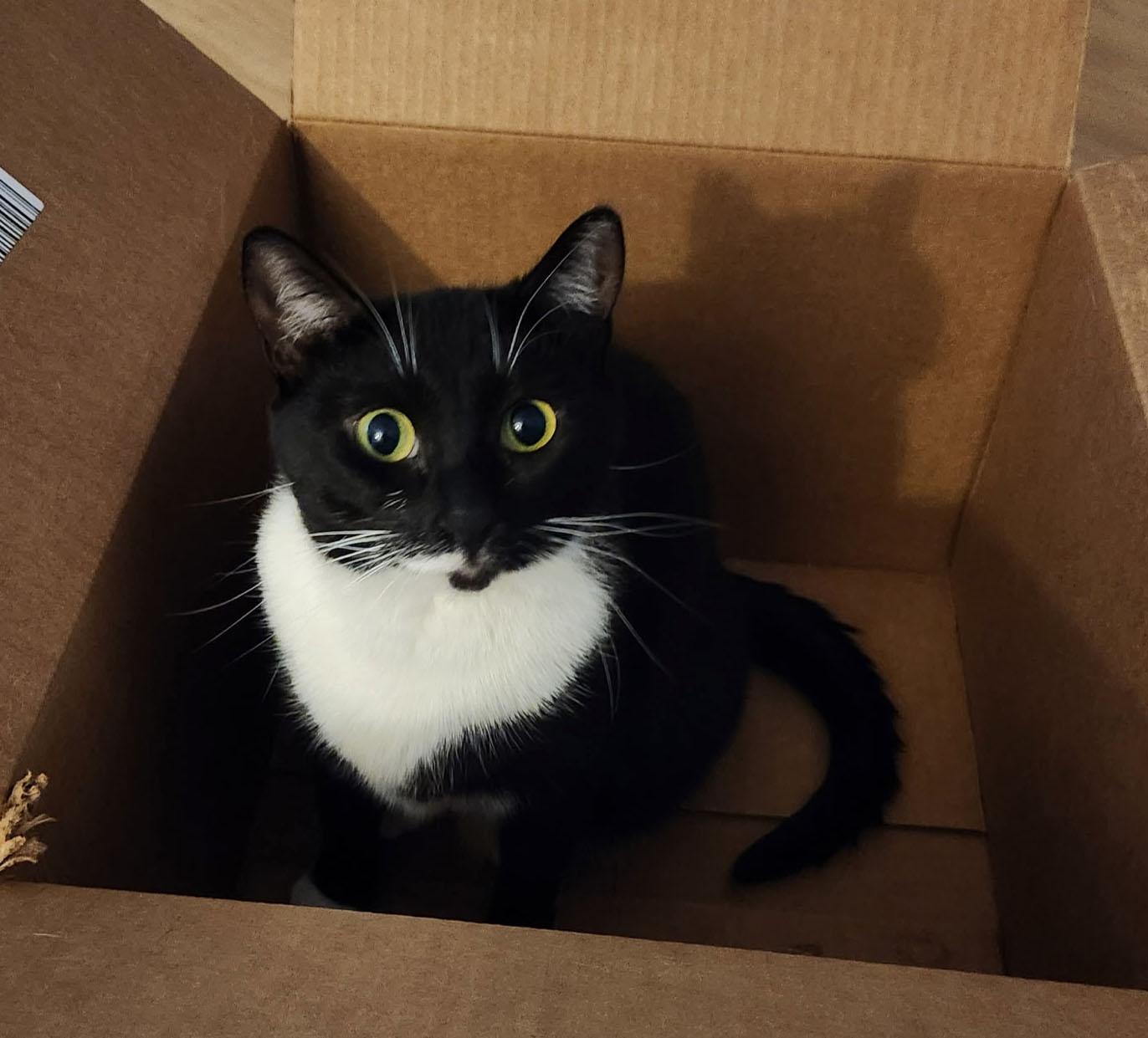 Enlarge sweet sisters Sylvie & Mewsette, an adoptable mixed breed in Toluca Lake, CA image 2/4