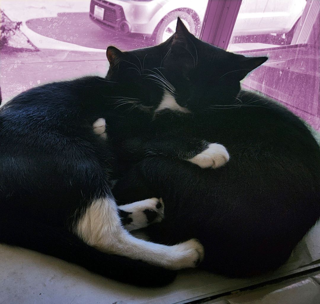 Enlarge sweet sisters Sylvie & Mewsette, an adoptable mixed breed in Toluca Lake, CA image 1/4