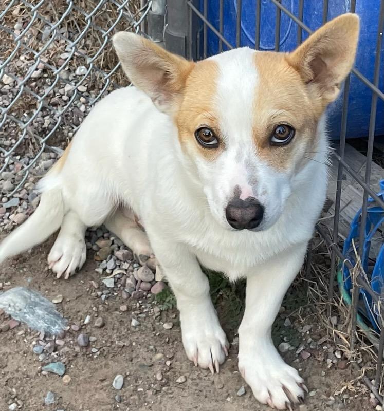 Peanut, ADOPTABLE, Puppy Male Corgi.