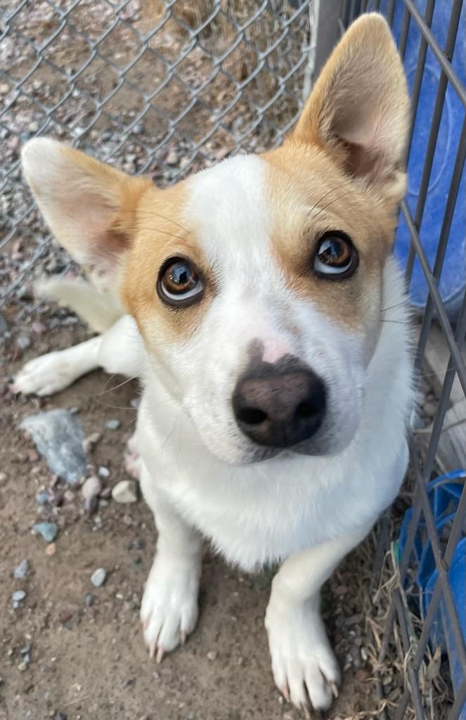 Enlarge Peanut, a ADOPTABLE mixed breed in Polson, MT image 3/4