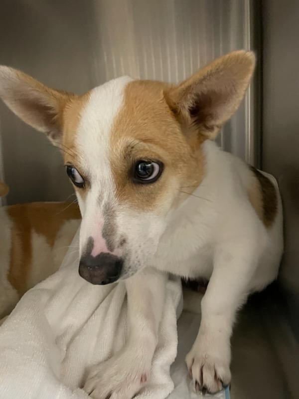 Enlarge Peanut, a ADOPTABLE mixed breed in Polson, MT image 2/4