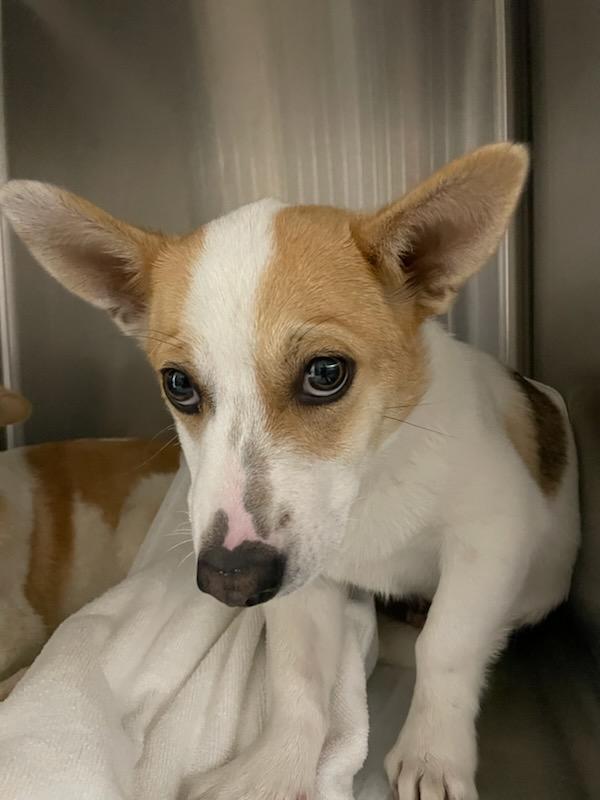 Enlarge Peanut, a ADOPTABLE mixed breed in Polson, MT image 4/4