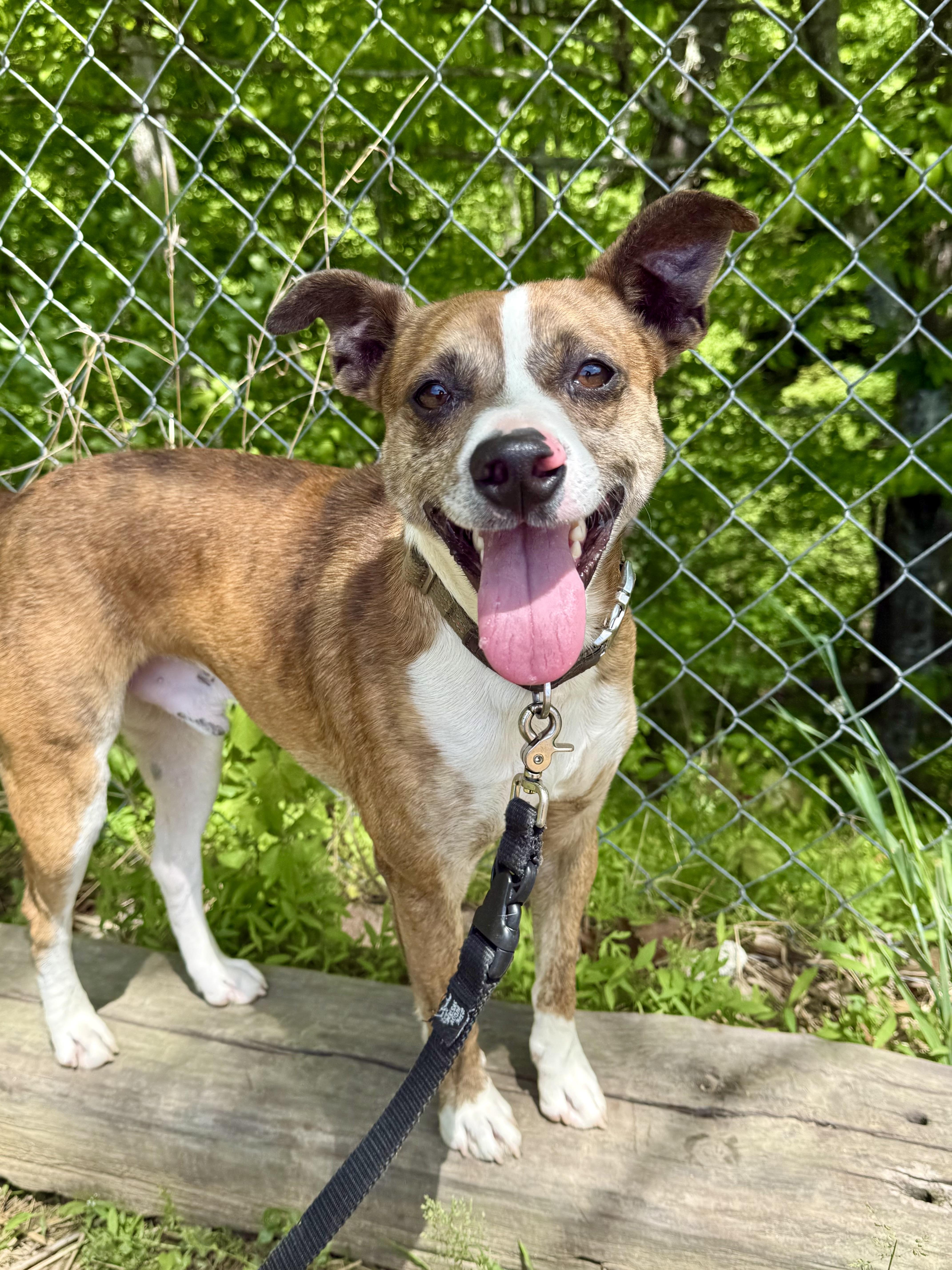 Enlarge Hatley, a ADOPTABLE mixed breed in Marshall, NC image 6/6
