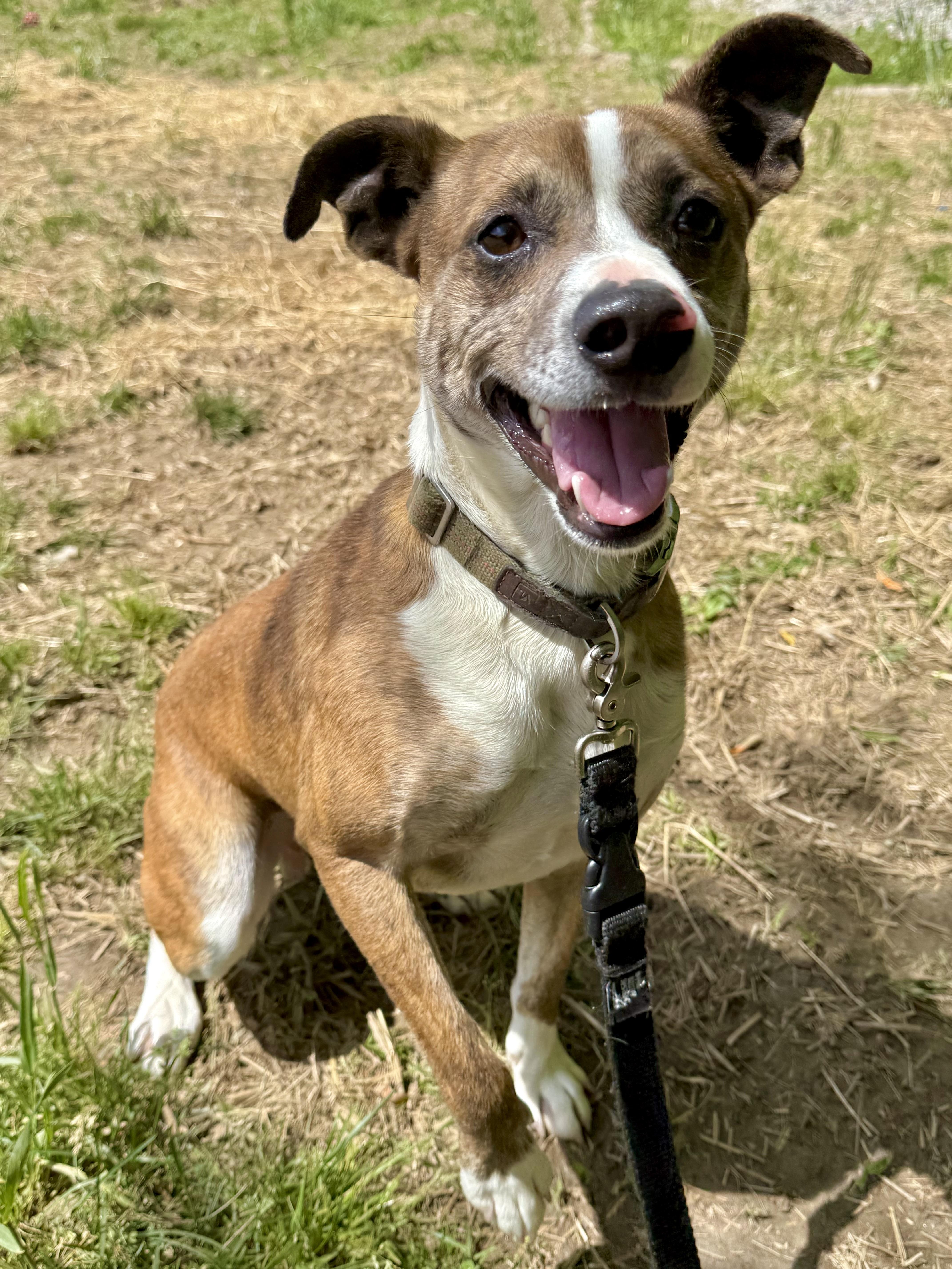 Enlarge Hatley, a ADOPTABLE mixed breed in Marshall, NC image 2/6