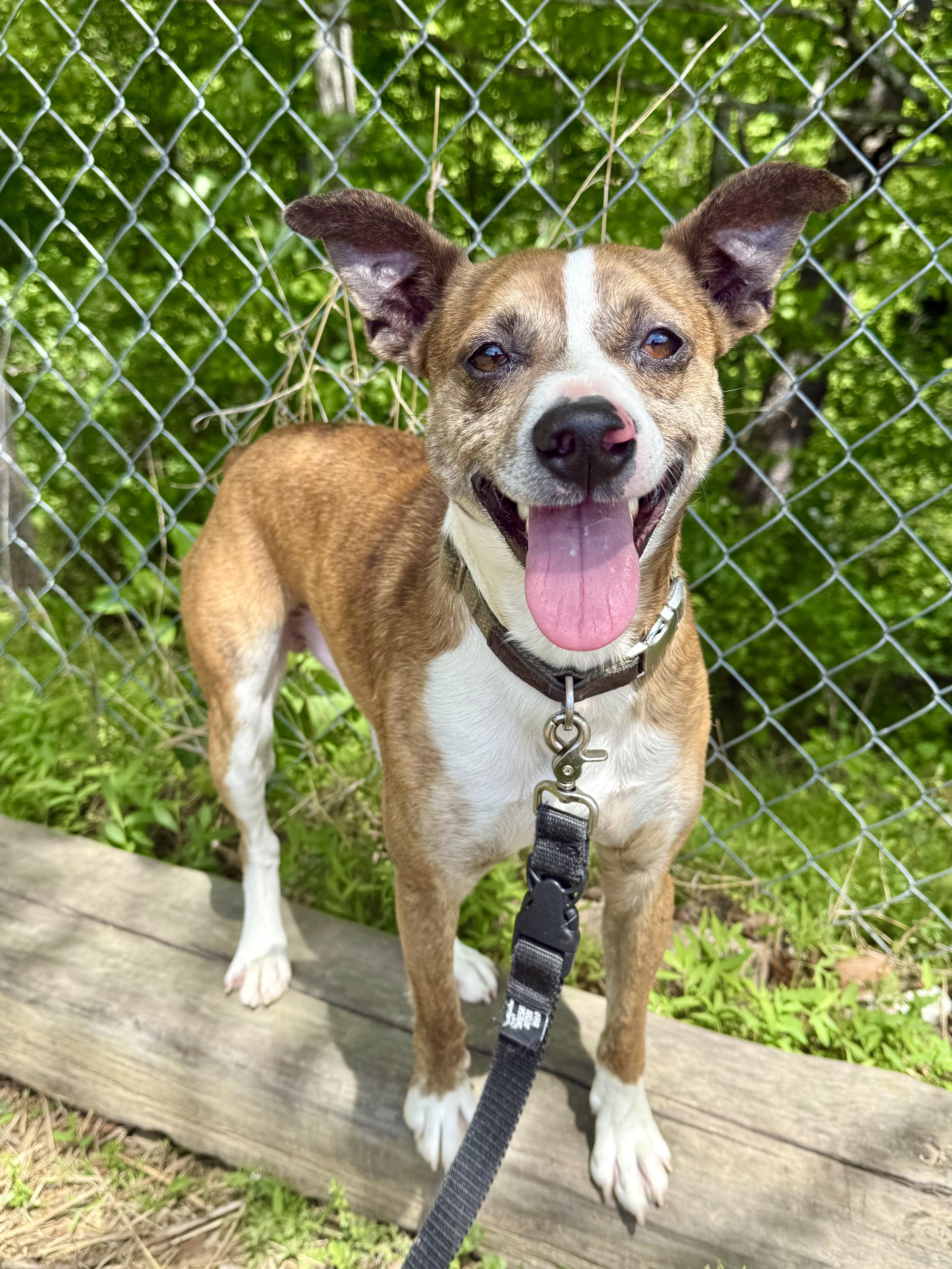 Hatley, ADOPTABLE, Adult Male Feist.