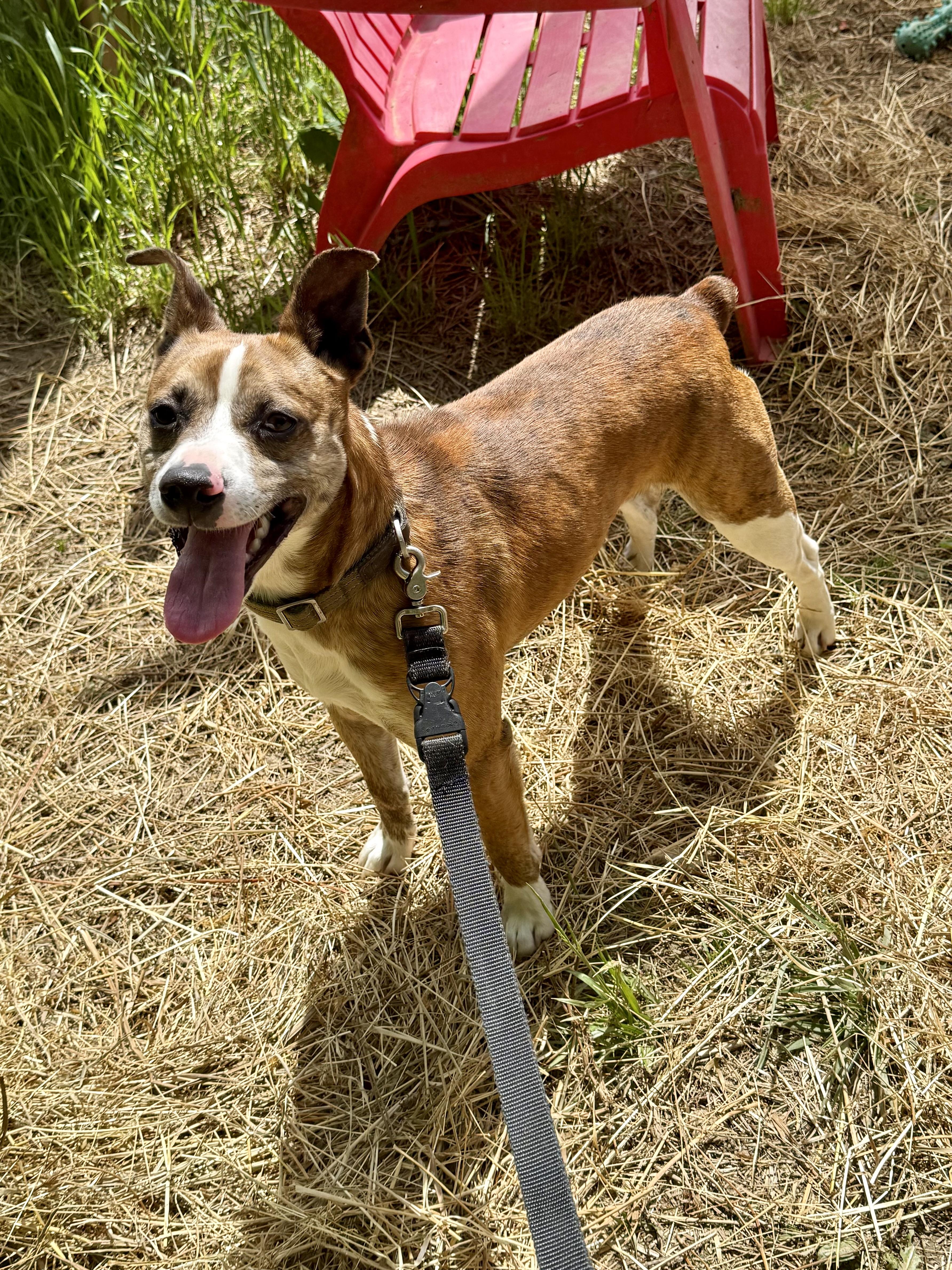 Enlarge Hatley, a ADOPTABLE mixed breed in Marshall, NC image 4/6