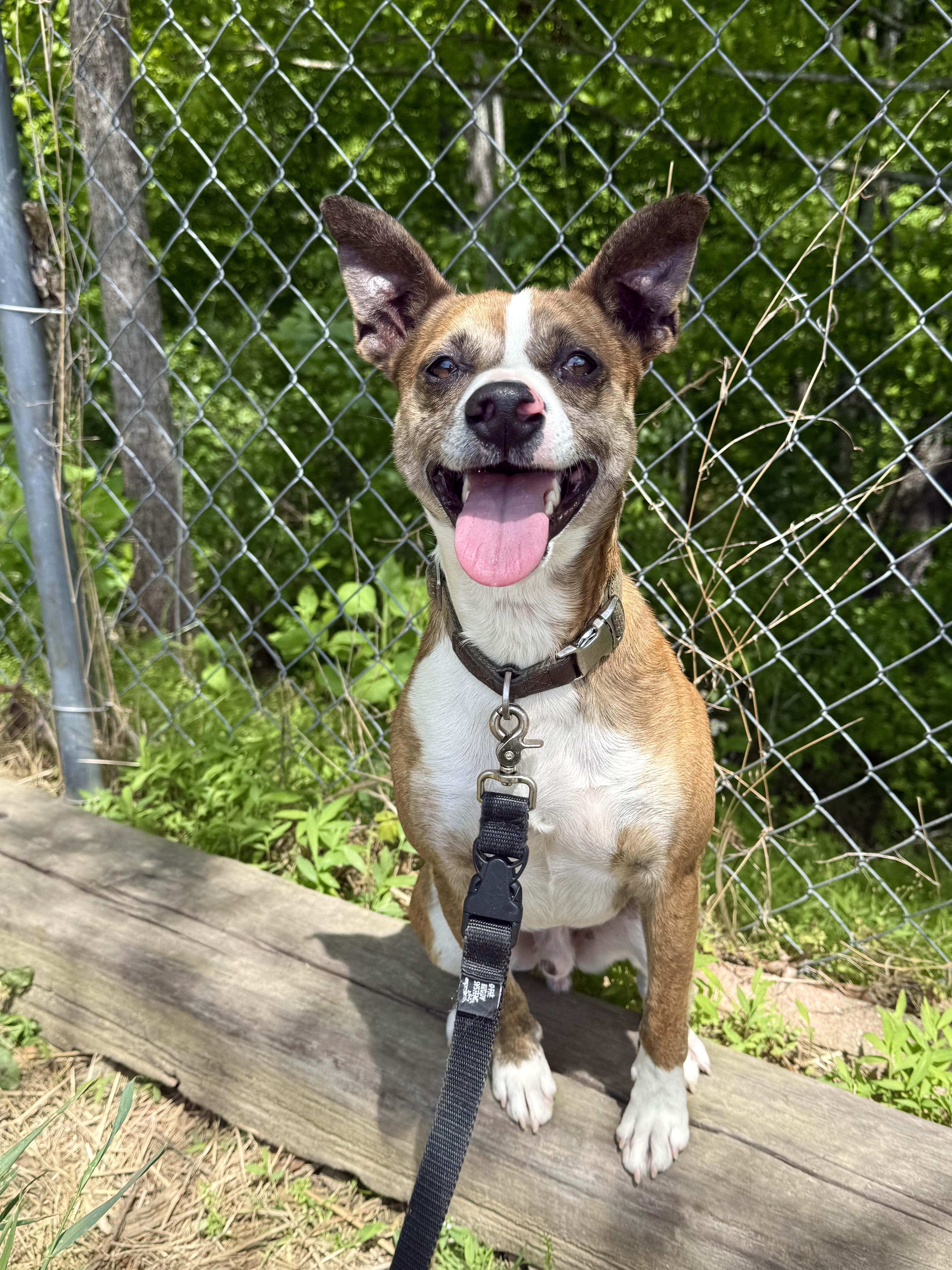 Enlarge Hatley, a ADOPTABLE mixed breed in Marshall, NC image 5/6