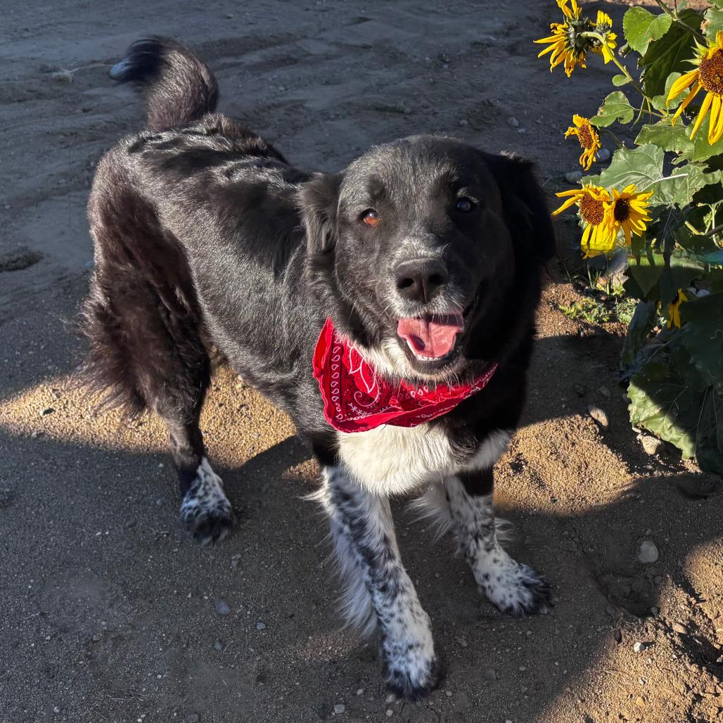 Enlarge Nala, a Adoptable mixed breed in TONASKET, WA image 1/2