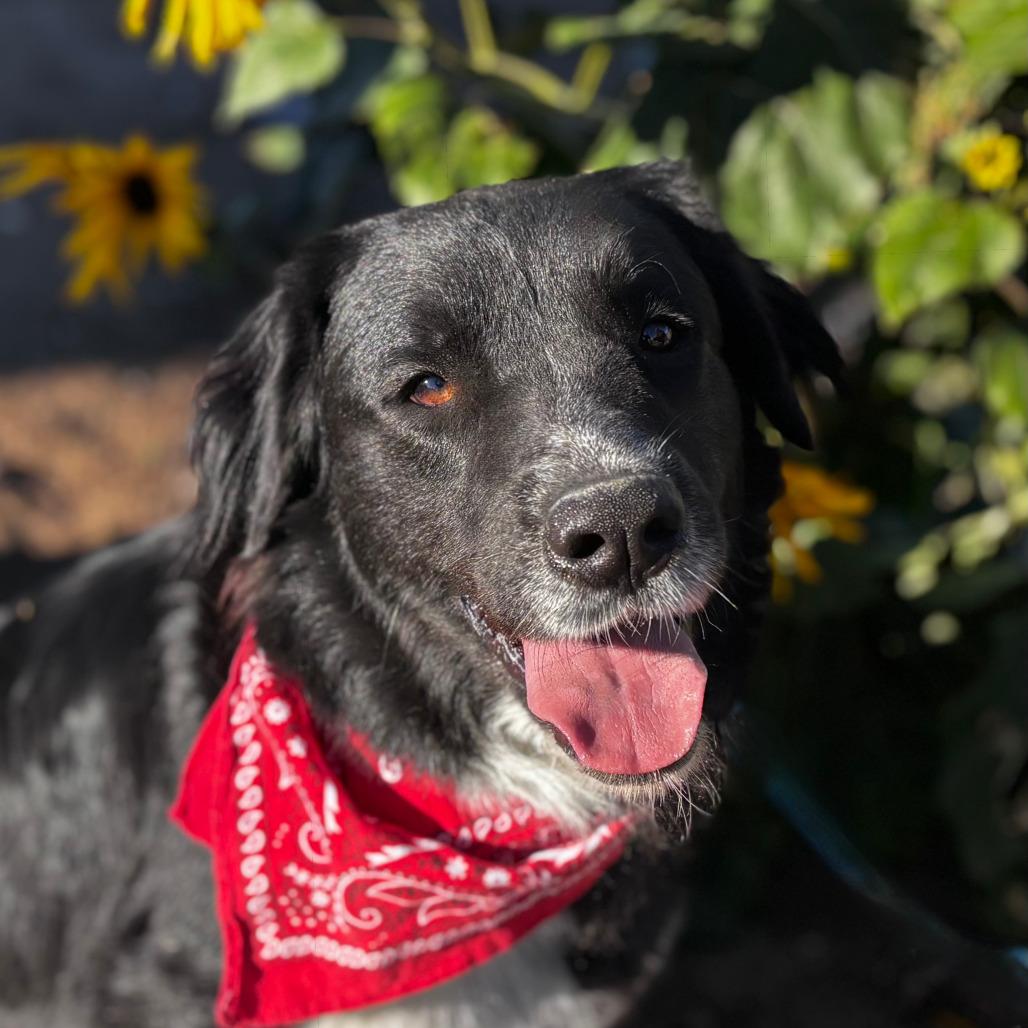 Enlarge Nala, a Adoptable mixed breed in TONASKET, WA image 2/2