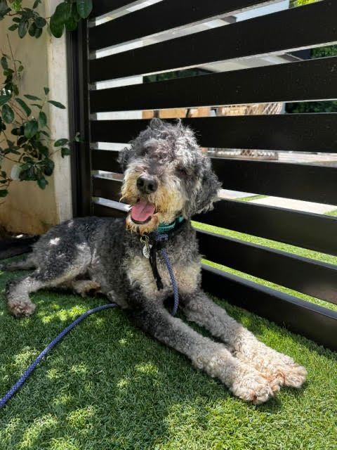 Teddy, a ADOPTABLE Standard Poodle in Los Angeles, CA image 4/6