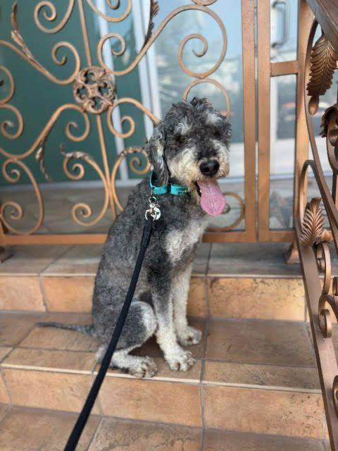 Teddy, a ADOPTABLE Standard Poodle in Los Angeles, CA image 3/6