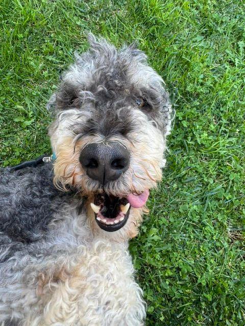 Teddy, a ADOPTABLE Standard Poodle in Los Angeles, CA image 2/6