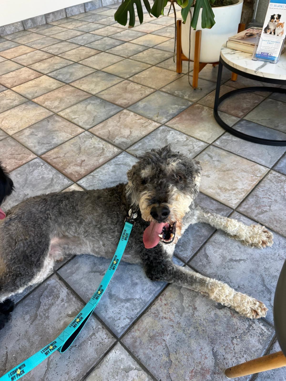 Teddy, a ADOPTABLE Standard Poodle in Los Angeles, CA image 6/6