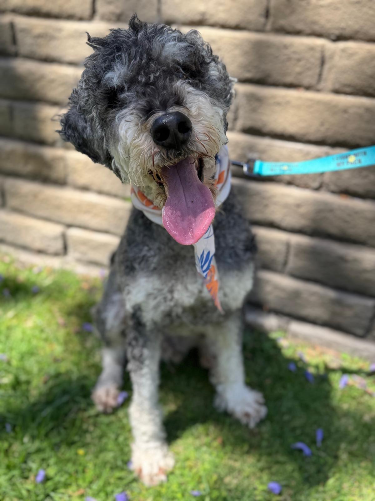 Teddy, a ADOPTABLE Standard Poodle in Los Angeles, CA image 1/6