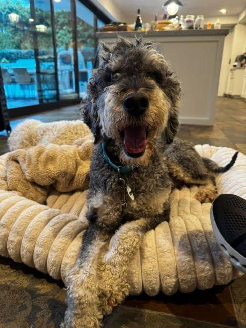 Teddy, a ADOPTABLE Standard Poodle in Los Angeles, CA image 5/6