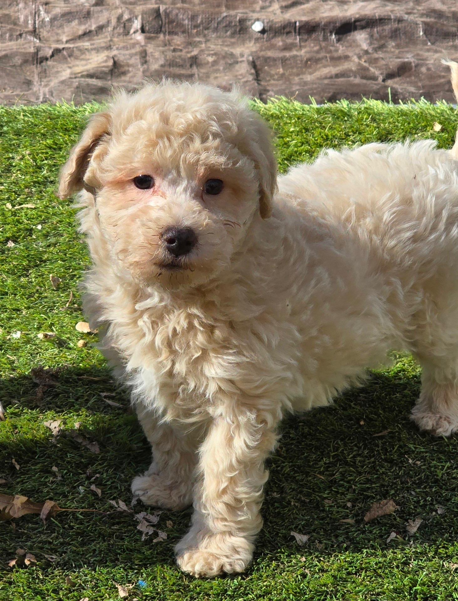 Enlarge Archie, a ADOPTABLE mixed breed in Overland Park, KS image 2/3