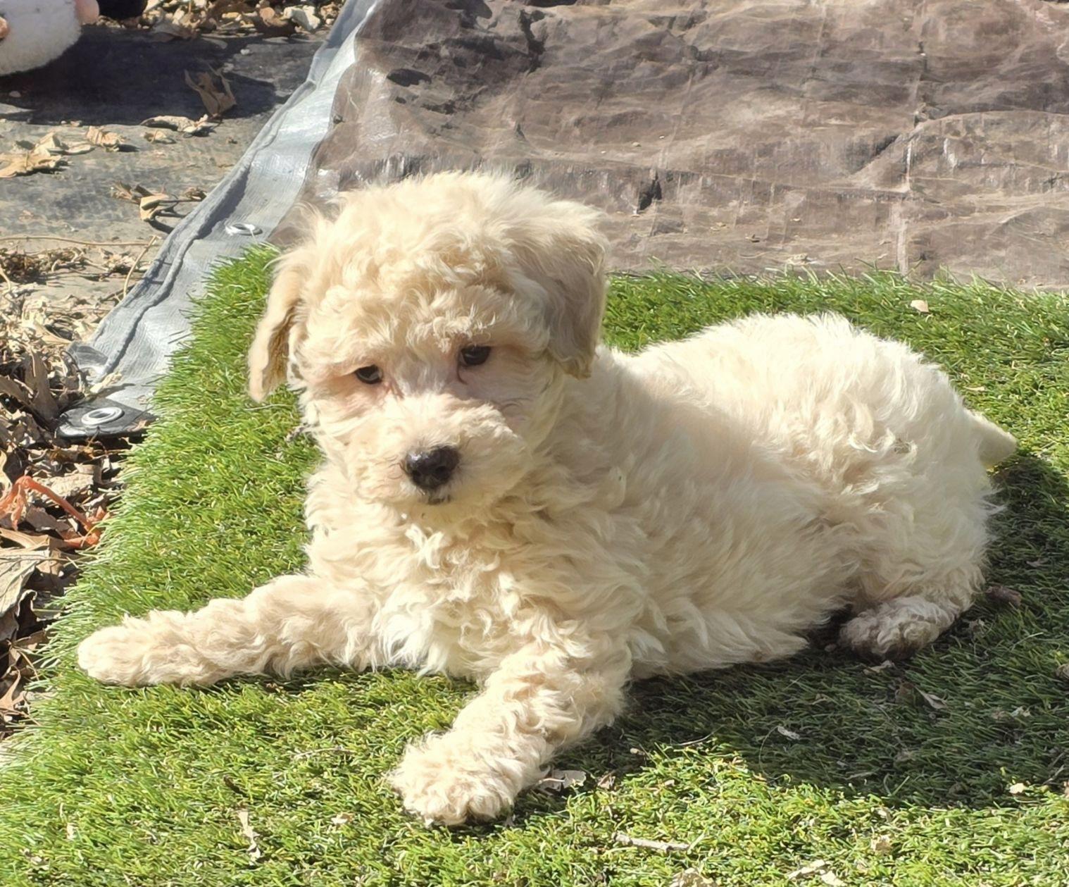 Archie, ADOPTABLE, Puppy Male Bichon Frise & Poodle.