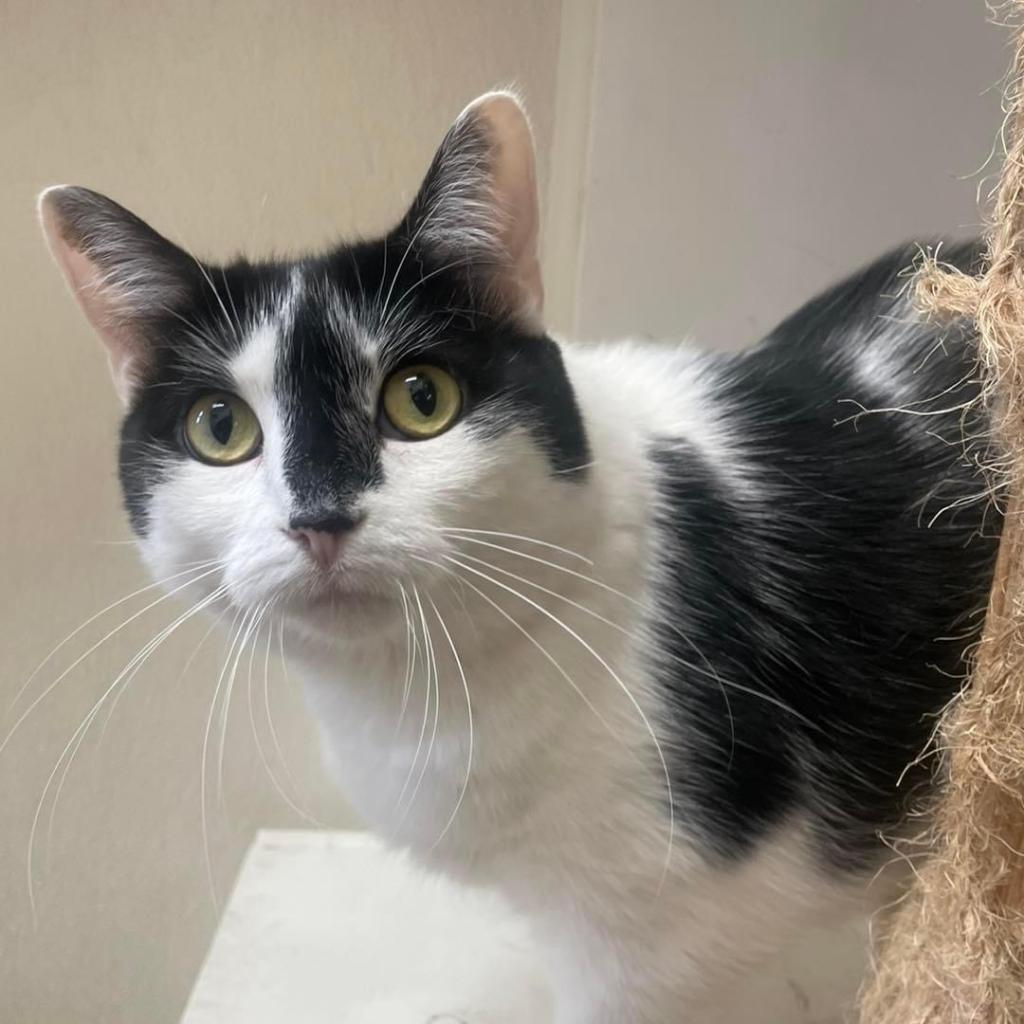 Kyra, Adoptable, Senior Female Domestic Short Hair.