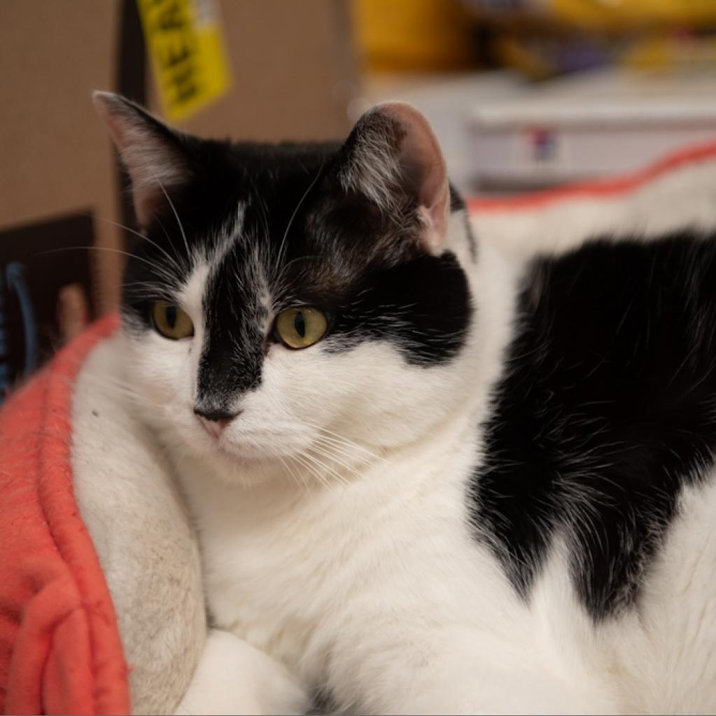 Kyra, a Adoptable Domestic Short Hair in Hanna City, IL image 2/3