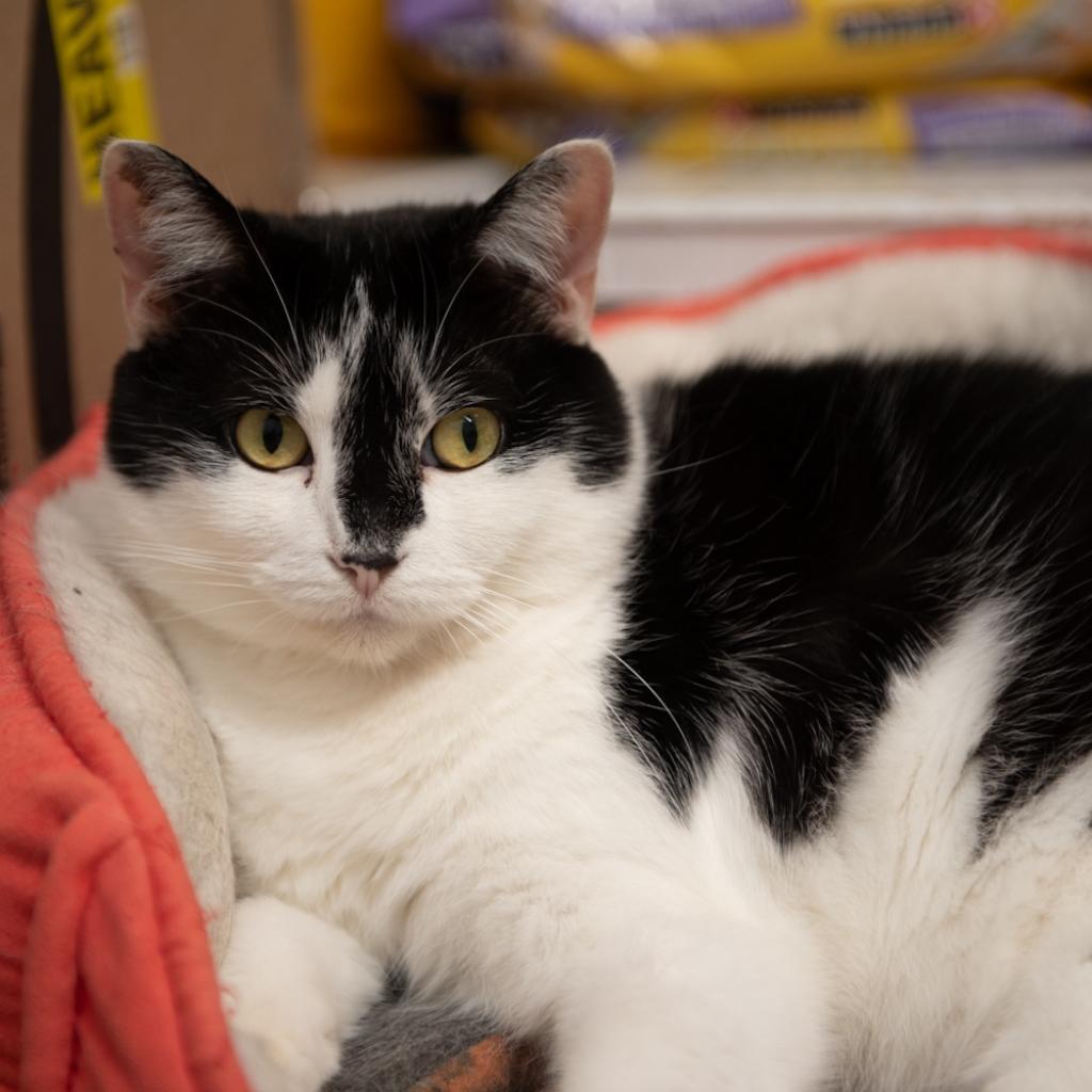 Kyra, a Adoptable Domestic Short Hair in Hanna City, IL image 3/3