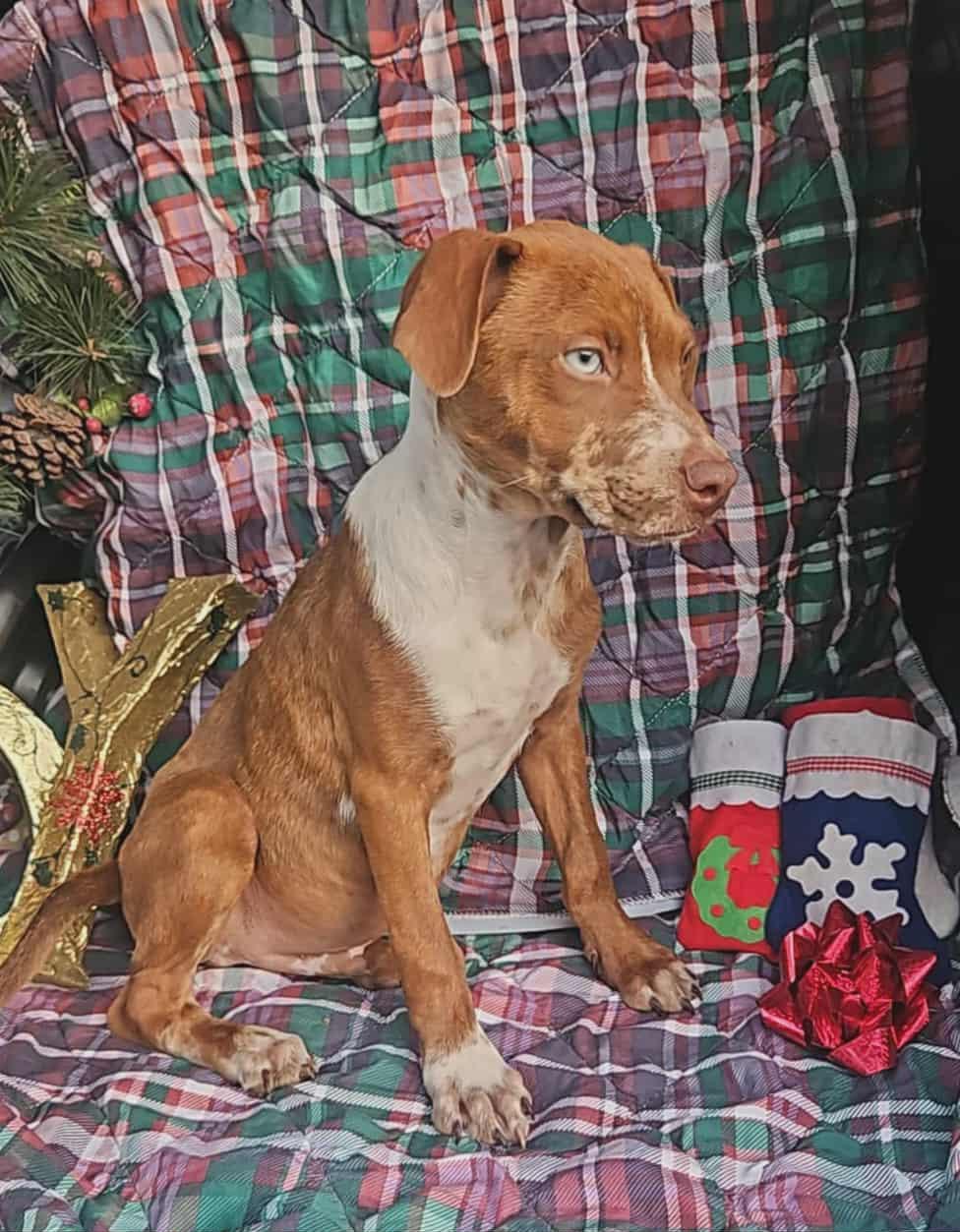 Ivan Trixie, Adopted, Puppy Male Dachshund & Vizsla.