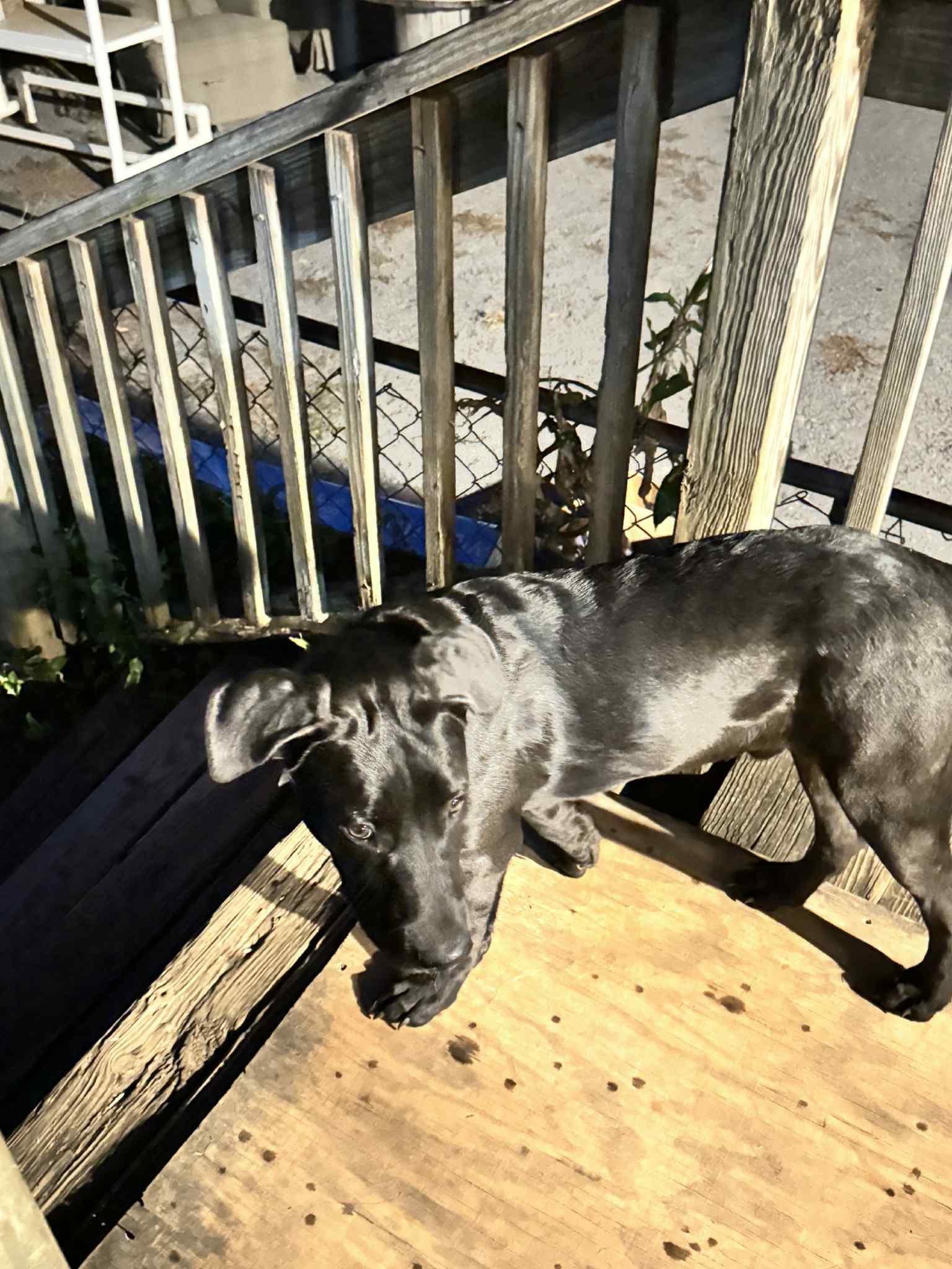 Sonny — thumbnail 2