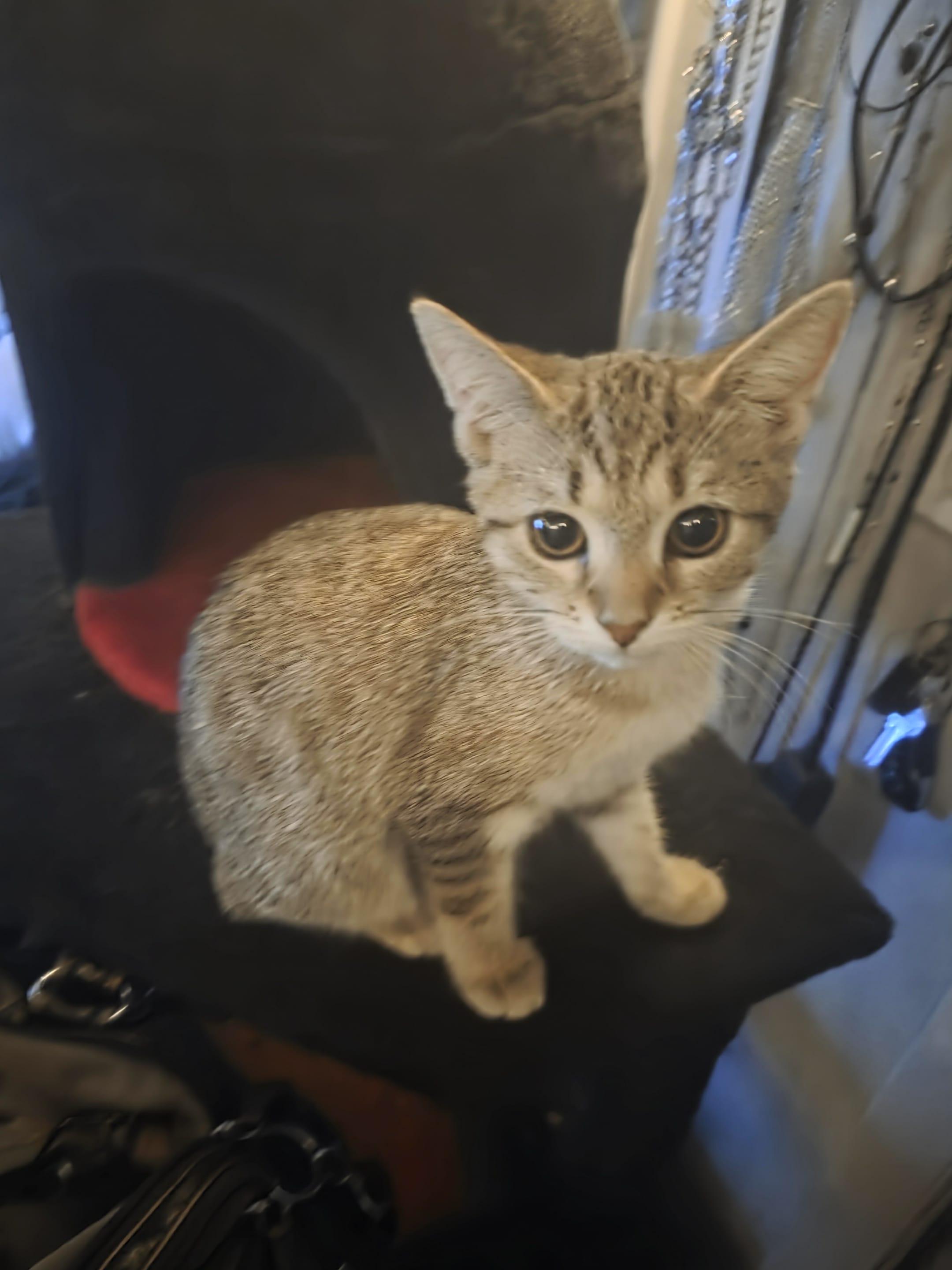 Enlarge Goathemore, a Adoptable mixed breed in Parma, OH image 1/1