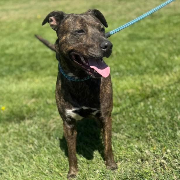 Silkie, Adoptable, Adult Female Pit Bull Terrier.