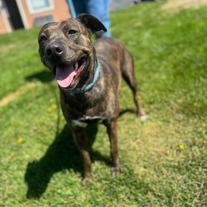 Enlarge Silkie, a Adoptable Pit Bull Terrier in Salem, WV image 3/3