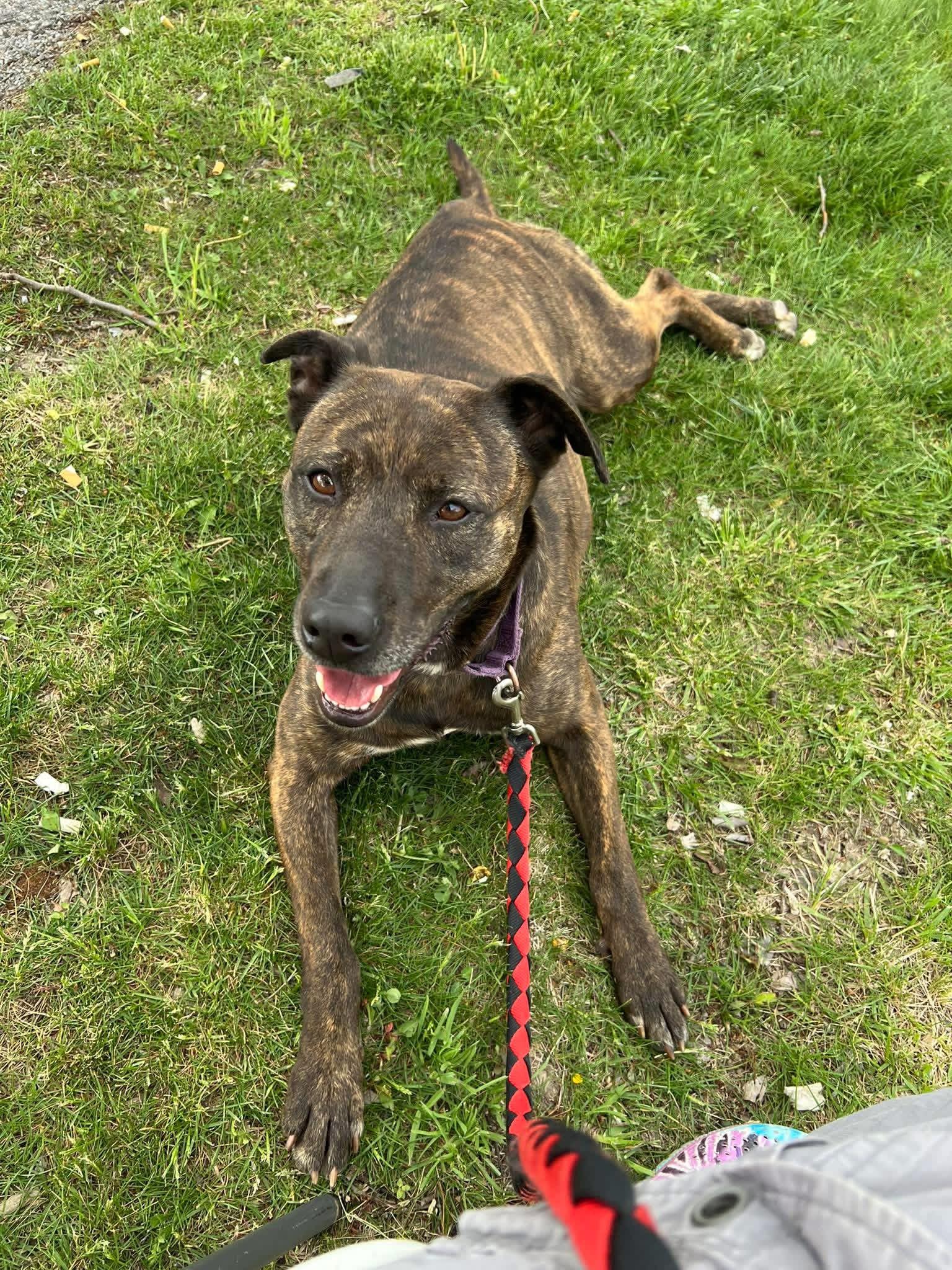 Silkie, Adoptable, Adult Female Pit Bull Terrier.